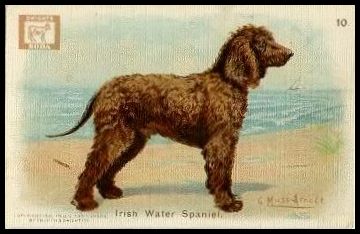 10 Irish Water Spaniel